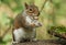 A humorous shot of a cute Grey Squirrel Sciurus carolinensis sitting on a log with an acorn in its mouth.