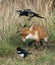 A humorous shot of a  hunting Red Fox, Vulpes vulpes, with its tongue sticking out licking its nose.