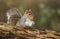 A humorous shot of a sweet Grey Squirrel Scirius carolinensis with an acorn in its mouth.