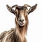 Humorous White Backdrop Portrait Of A Goat In David Burdeny Style