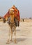 A Hump back camel standing in the Egyptian Desert waiting for tourists to take a ride around the pyramids of Giza