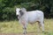 Hump backed Zebu