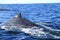 Hump of Deep diving Hump Back Whale Australia