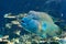 Hump-headed Maori Wrasse