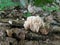 Hump of pale coral looking mushroom of genus Ramaria in the forest.