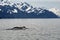 Humpack Whale in Alaska