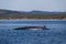 Humpack whale breaching in the waters off the coast of Newfoundland, Canada