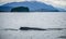 Humpack whale hunting on mud bay alaska