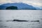 Humpack whale hunting on mud bay alaska