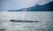 Humpack whale hunting on mud bay alaska