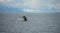 Humpack whale hunting on mud bay alaska