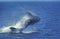 Humpack Whale, megaptera novaeangliae, Adult Breaching, Alaska