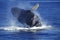 Humpack Whale, megaptera novaeangliae, Adult Breaching, Alaska
