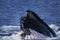 Humpack Whale, megaptera novaeangliae, Adult with Open Mouth to Catch Krill, Alaska