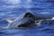 Humpack Whale, megaptera novaeangliae, Head of Adult standing at Surface, Alaska