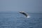 Humpback Breach 1