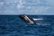 Humpback Breaching in Atlantic