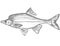 Humpback chub or Gila cypha Freshwater Fish Cartoon Drawing