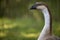 Humpback goose - black beak and gray feathers
