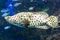 Humpback grouper or Barramundi cod, Panther grouper. Fish, marine