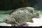 Humpback grouper (Cromileptes altivelis).