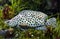 Humpback grouper Cromileptes altivelis