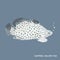 Humpback grouper fish, marine life, vector illustration
