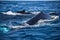 Humpback Mother and Calf at Surface of Caribbean