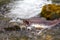 Humpback salmon