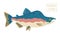 Humpback Salmon, vector cartoon illustration
