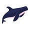 humpback sealife aquatic