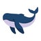 humpback sealife big