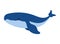 humpback sealife diving