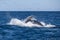 Humpback Splashing After Breach