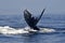 Humpback tail 2