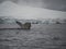 Humpback Tail Fluke with a Glacier in the Background