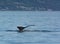 Humpback tail with Homer Alaska in background