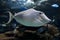 Humpback Unicornfish Naso brachycentron ocean and sea fish