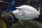 Humpback Unicornfish Naso brachycentron ocean and sea fish