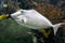 Humpback Unicornfish Naso brachycentron ocean and sea fish