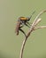 The humpback wasp (Toxophora) is sleeping on a branch in the morning