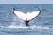 Humpback Whale abrolhos islands brazil