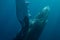 Humpback Whale in Atlantic