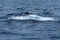 Humpback whale blow hole