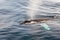Humpback Whale Blow Hole - Greenland