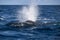 Humpback Whale Blow at Surface