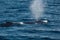 Humpback whale blowing