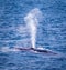 Humpback whale blowing in Antarctic Waters