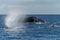 Humpback whale blowing or spouting