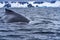 Humpback Whale Blue Charlotte Bay Antarctica